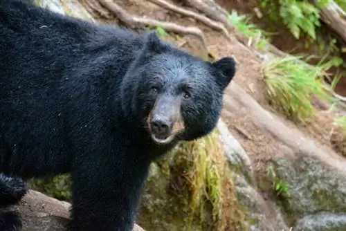 Черный медведь в обсерватории дикой природы Анан, фотография с Wikimedia Public Domain
