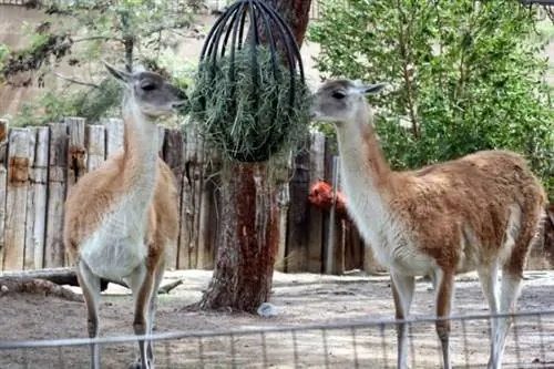 Гуанако в зоопарке Санта-Ана, автор Just Chaos через Wikimedia cc