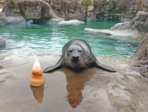 Зоопарк Северной Каролины Изображение взято с их страницы в Facebook.