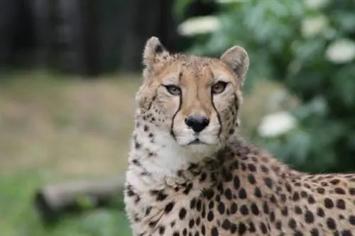 Тиргартен Шенбрунн