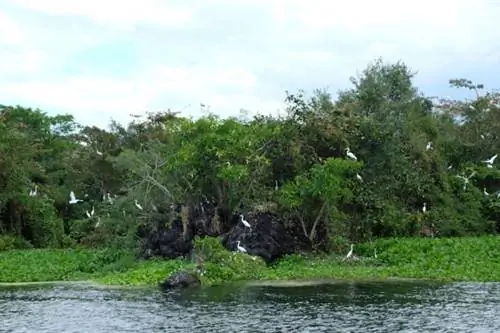 Промежуточные цапли на берегу вулканического острова Тааль