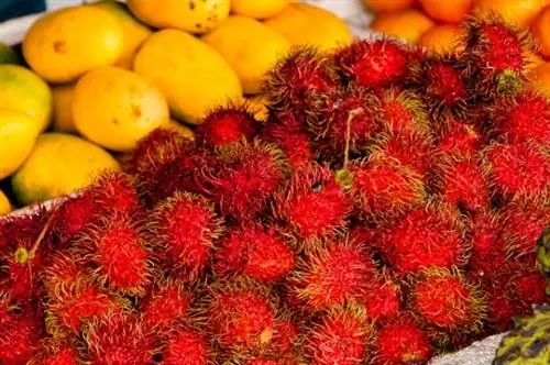 Свежие фрукты из Тагайтая от Луиса Мазье