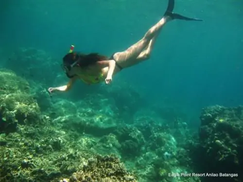 Подводное плавание в Анилао