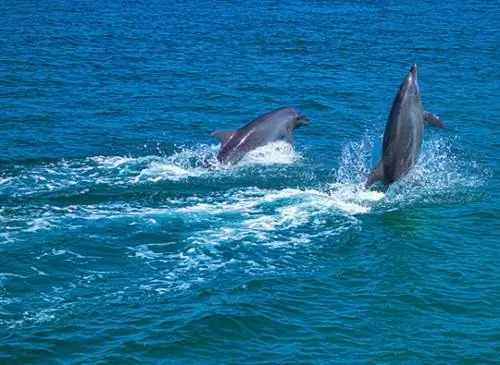 Дельфины в Субик Бэй
