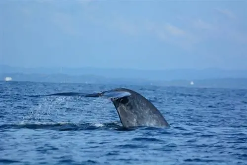 Наблюдение за китами в Мириссе, фото через Depositphotos