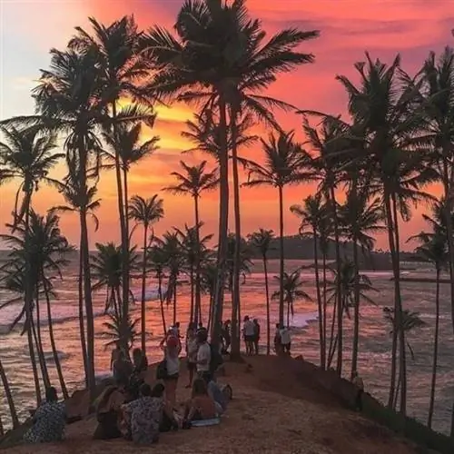 Кокосовая пальма Хилл