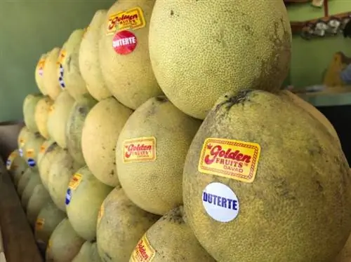 Ешьте Давао Помело - лучшие развлечения в городе Давао