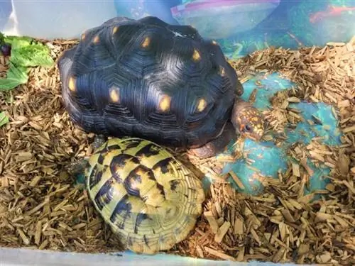 Рыбоводный завод и аквариум Колд-Спринг-Харбор