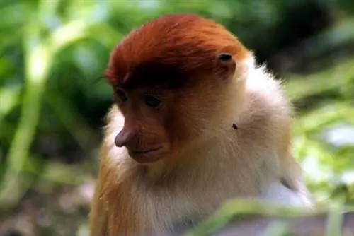 Парк дикой природы Лок Кави, автор Дипангкар Госвами, Flickr cc.