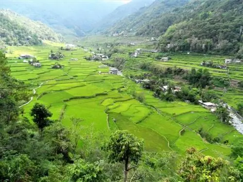 Рисовые террасы Хапао, автор Falinchao.jing через Wikimedia cc