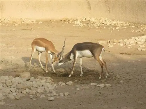 Блэкбак в зоопарке Эр-Рияда, фото из Wikipedia cc