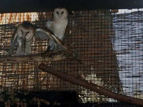 Зоопарк и сады живой пустыни, автор Дсиренгелас, Wikipedia CC