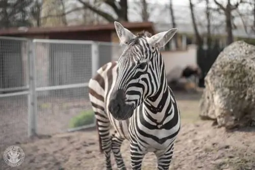 Зебра в зоопарке Дебрецена, фото со страницы зоопарка Дебрецена на Facebook