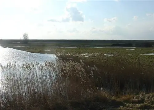 Фотография Йерсеке Моер из Wikipedia CC