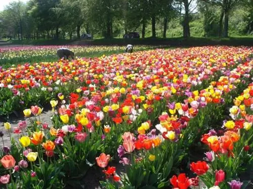 Плюктен Ла Флер