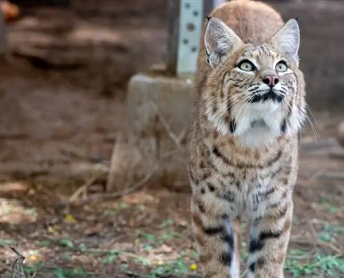 Юго-западный центр охраны дикой природы