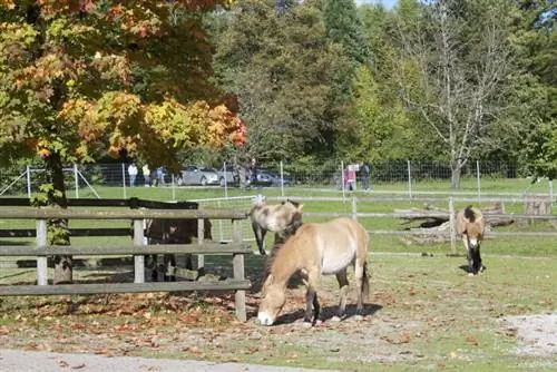 Wildpark Bruderhaus, автор Патрик Нухалиллер, Wikipedia cc.