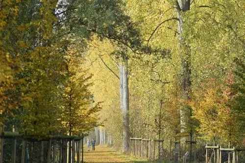 Тонгерен, туманная прогулка, автор Дюпше, Wikimedia cc