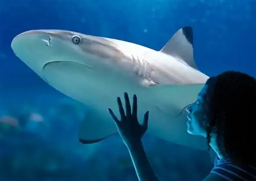 Аквариум Sea Life в Аризоне, фото со страницы FB