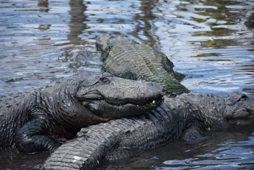 Фото Gatorland через Pixabay