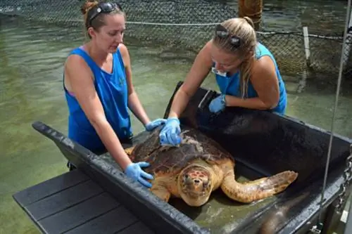 Больница Черепаха в Марафоне, фото с сайта Turtlehospital.org