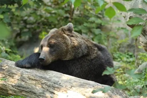 Бурый медведь (научное название Ursus Arctos) в альпийском зоопарке, фото через Depositphotos