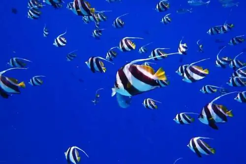 Снорклинг на Мальдивах