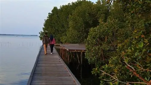 Мангровый парк Бонтанг - это туристическое место в национальном парке Кутай, автор Gunawan gtp через Wikipedia cc.