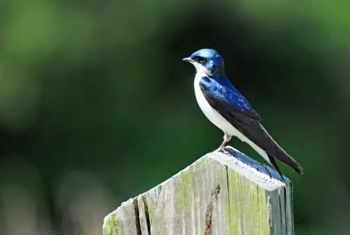 Олвуд Одюбон