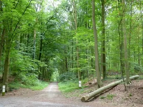 Парк Варанде, автор Линда Де Волдер, Flickr