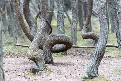 Танцующий лес в России на Куршской косе в Калининграде. Фото через Depositphotos