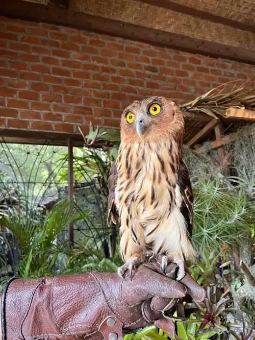 Филиппинский филин