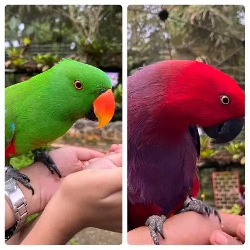 Малагосские птицы