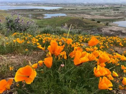Региональный парк Койот-Хиллз