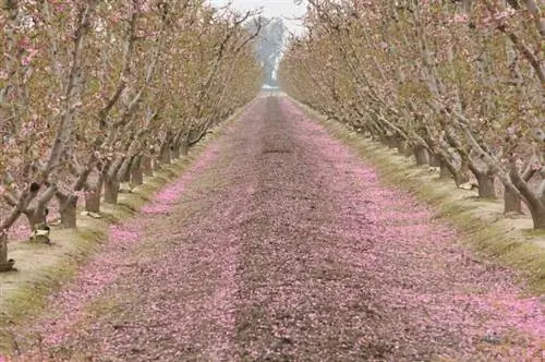 Цветочная тропа округа Фресно, автор Энди Блэкледж, Wikimedia cc