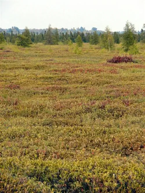 Mer Bleue Bog, автор P199, Wikimedia cc Mer Bleue Bog, автор P199, Wikimedia cc