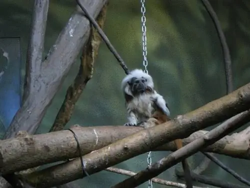 Зоопарк Калгари, автор Мак Мале, Wikimedia cc.