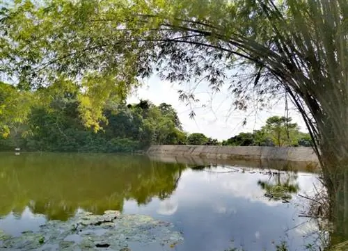 Эко-парк Кирино Бамбук