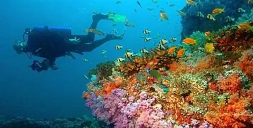 Погружение в Пуэрто-Галера от Travel-Stone.com