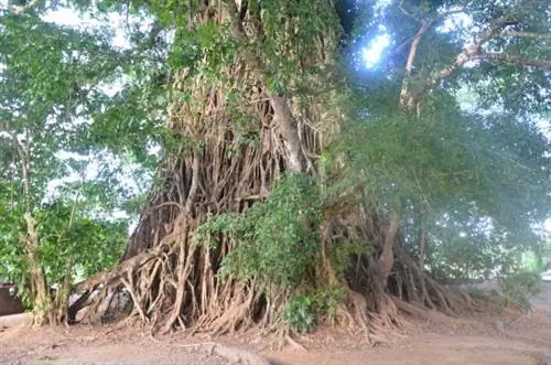 Огромное дерево Балете