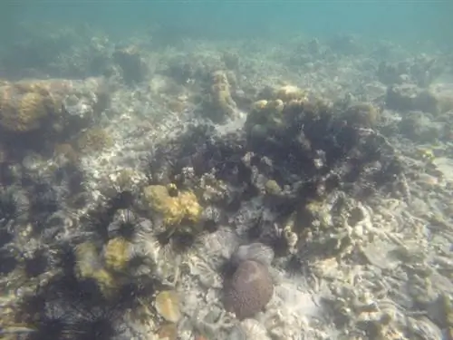 колючие морские ежи