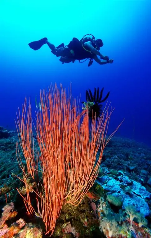 Дайвер и морские кнуты