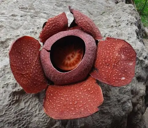Цветение Rafflesia speciosa, обнаруженное в горных барангаях Миагао, Илоило, в южных предгорьях природного парка Сибалом.