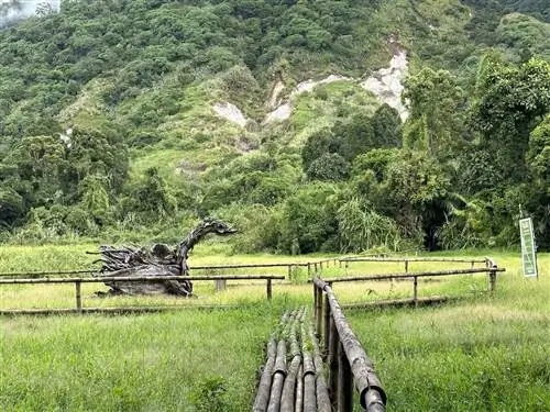 Испытайте лесное купание в Бурауэне, Лейте