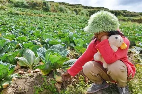 Местный ребенок на капустной ферме Бугиас.