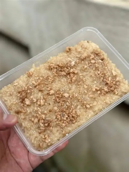 Бико-версия Capiz с использованием Nipa Sap