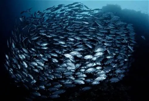 Школа валетов на острове Баликасаг, автор Бо Манцао.