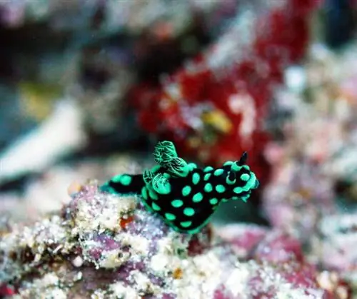 Nembrotha cristata в Баликасаге, Шварцвальд, автор Q Phia, Flickr cc.