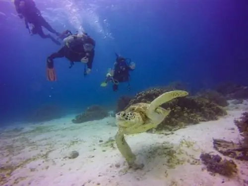 Черепаха с острова Баликасаг (не входит в тур) - Габриэль М.
