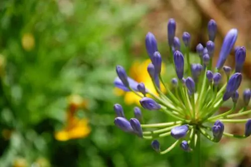 Дикие цветы Сагада